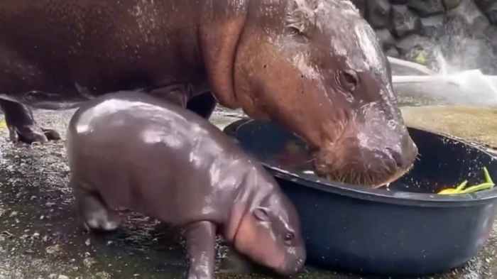 Moo Deng with her mom